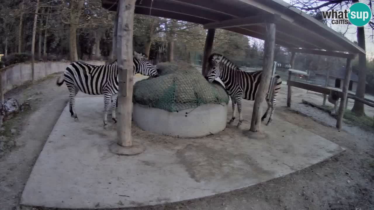 Live Webcam Zebras in Ljubljana ZOO – Slowenien