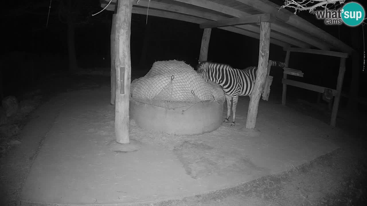 Live webcam Zebras in Ljubljana ZOO – Slovenia