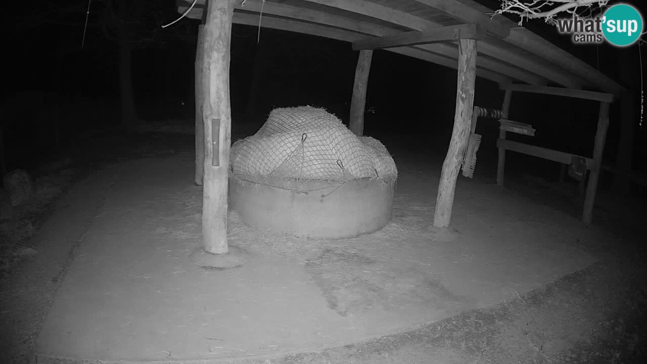 Live webcam Zebras in Ljubljana ZOO – Slovenia