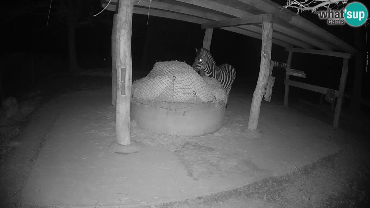 Live Webcam Zebras in Ljubljana ZOO – Slowenien