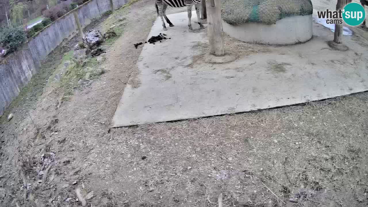 Camera en vivo Cebras in Ljubljana ZOO – Eslovenia