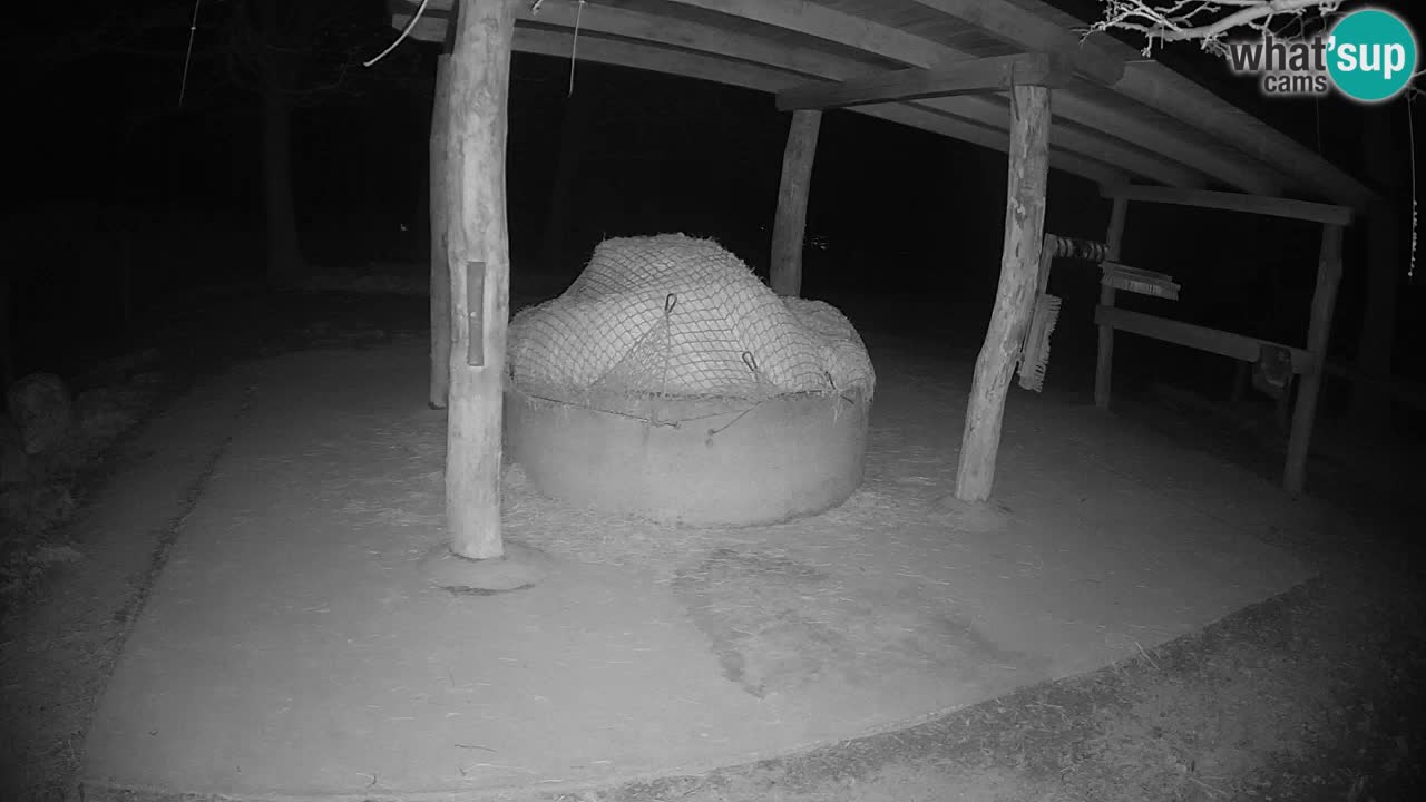 Live webcam Les zèbres in Ljubljana ZOO – Slovénie