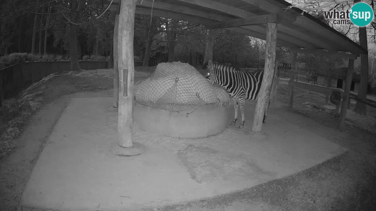 Camera en vivo Cebras in Ljubljana ZOO – Eslovenia