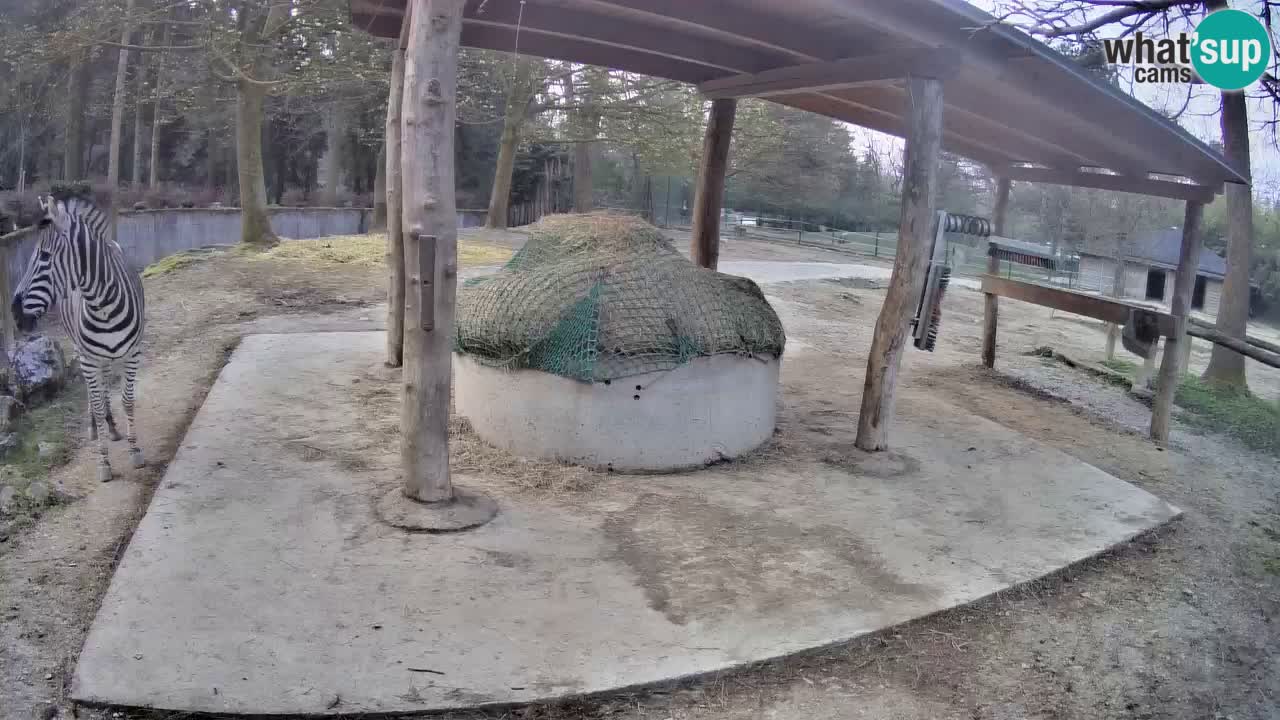 Live Webcam Zebras in Ljubljana ZOO – Slowenien