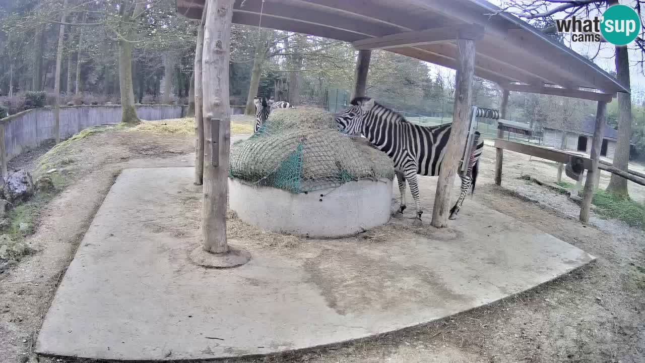 Live Webcam Zebras in Ljubljana ZOO – Slowenien