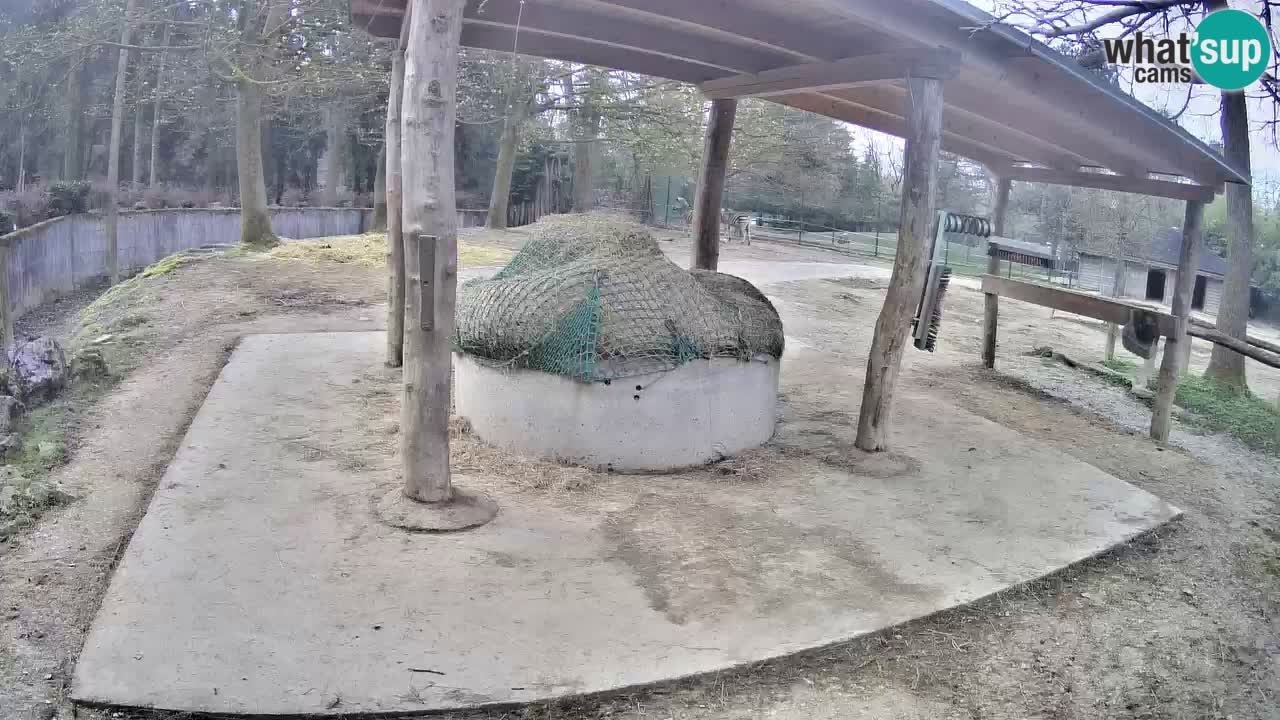 Live Webcam Zebras in Ljubljana ZOO – Slowenien