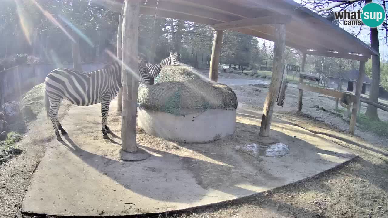 Live webcam Zebras in Ljubljana ZOO – Slovenia
