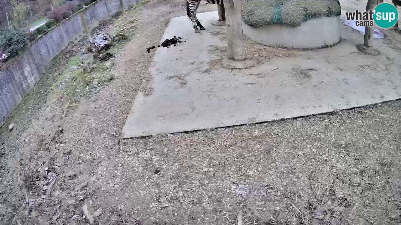 Live webcam Zebras in Ljubljana ZOO – Slovenia