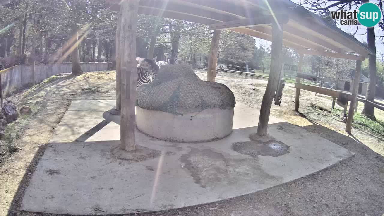 Le Zebre nello ZOO di Ljubljana – Slovenia Live webcam