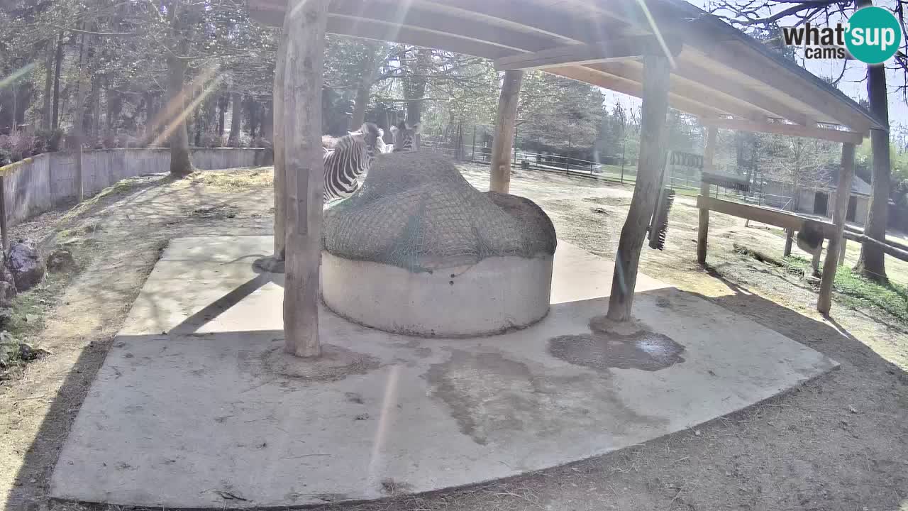 Zebre v živo v živalskem vrtu Ljubljana ZOO spletne kamere