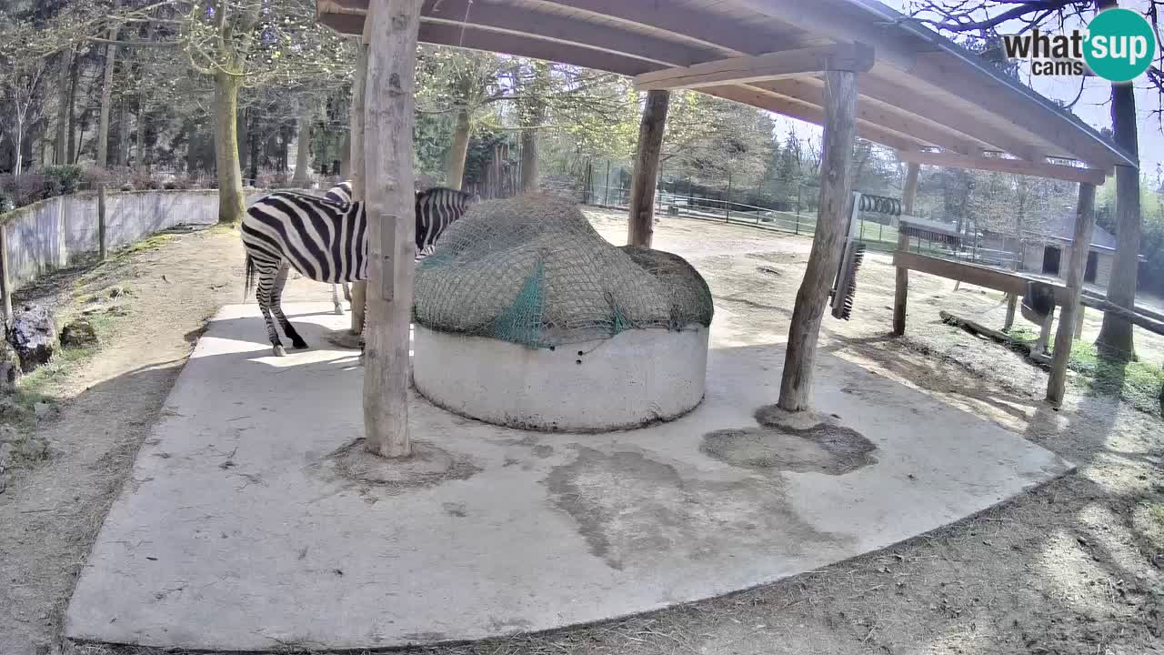 Camera en vivo Cebras in Ljubljana ZOO – Eslovenia