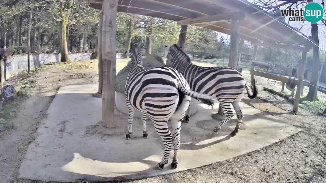 Le Zebre nello ZOO di Ljubljana – Slovenia Live webcam