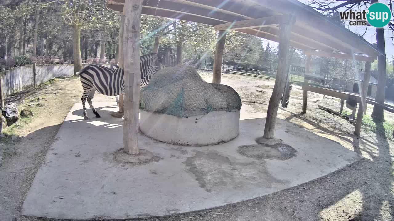 Camera en vivo Cebras in Ljubljana ZOO – Eslovenia