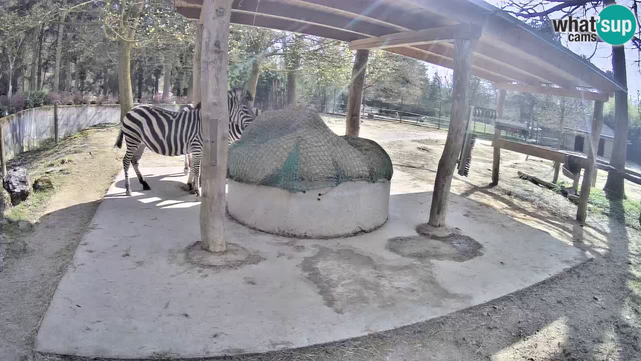 Camera en vivo Cebras in Ljubljana ZOO – Eslovenia