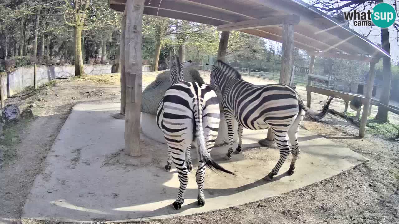 Camera en vivo Cebras in Ljubljana ZOO – Eslovenia
