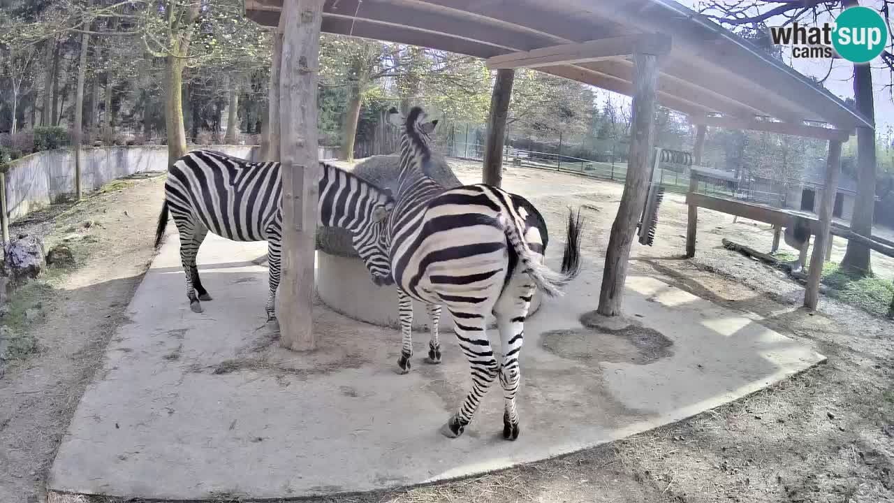 Live Webcam Zebras in Ljubljana ZOO – Slowenien