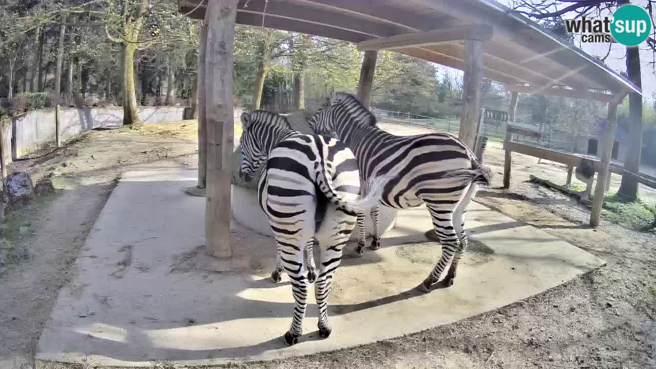 Camera en vivo Cebras in Ljubljana ZOO – Eslovenia