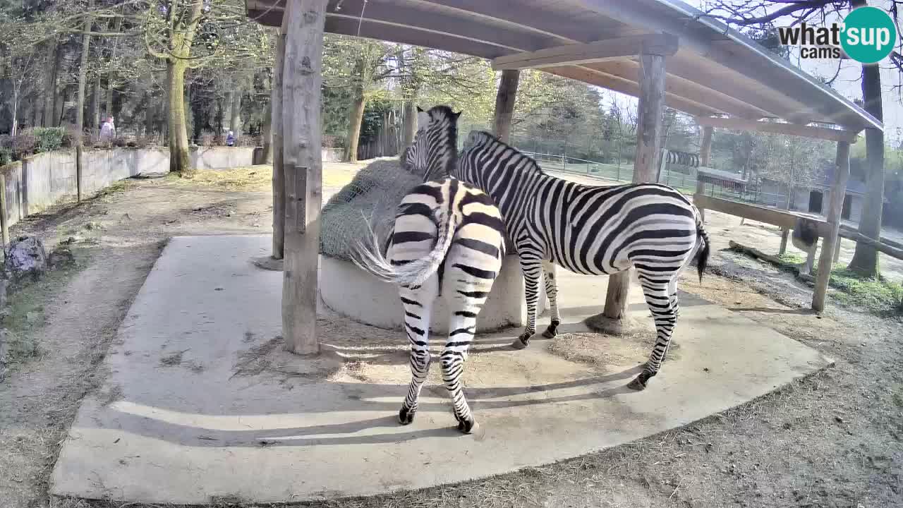 Web kamera uživo Zebras u ZOO Ljubljana – Slovenija