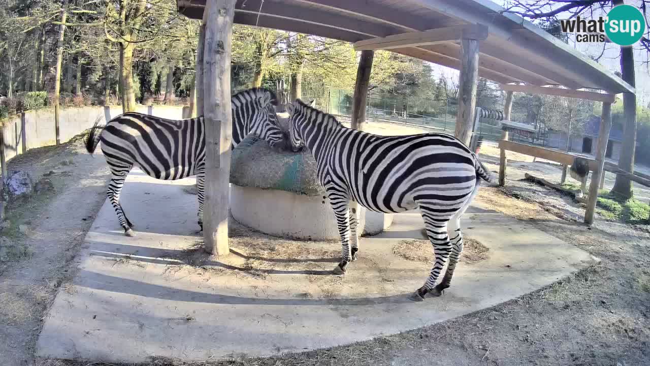 Web kamera uživo Zebras u ZOO Ljubljana – Slovenija
