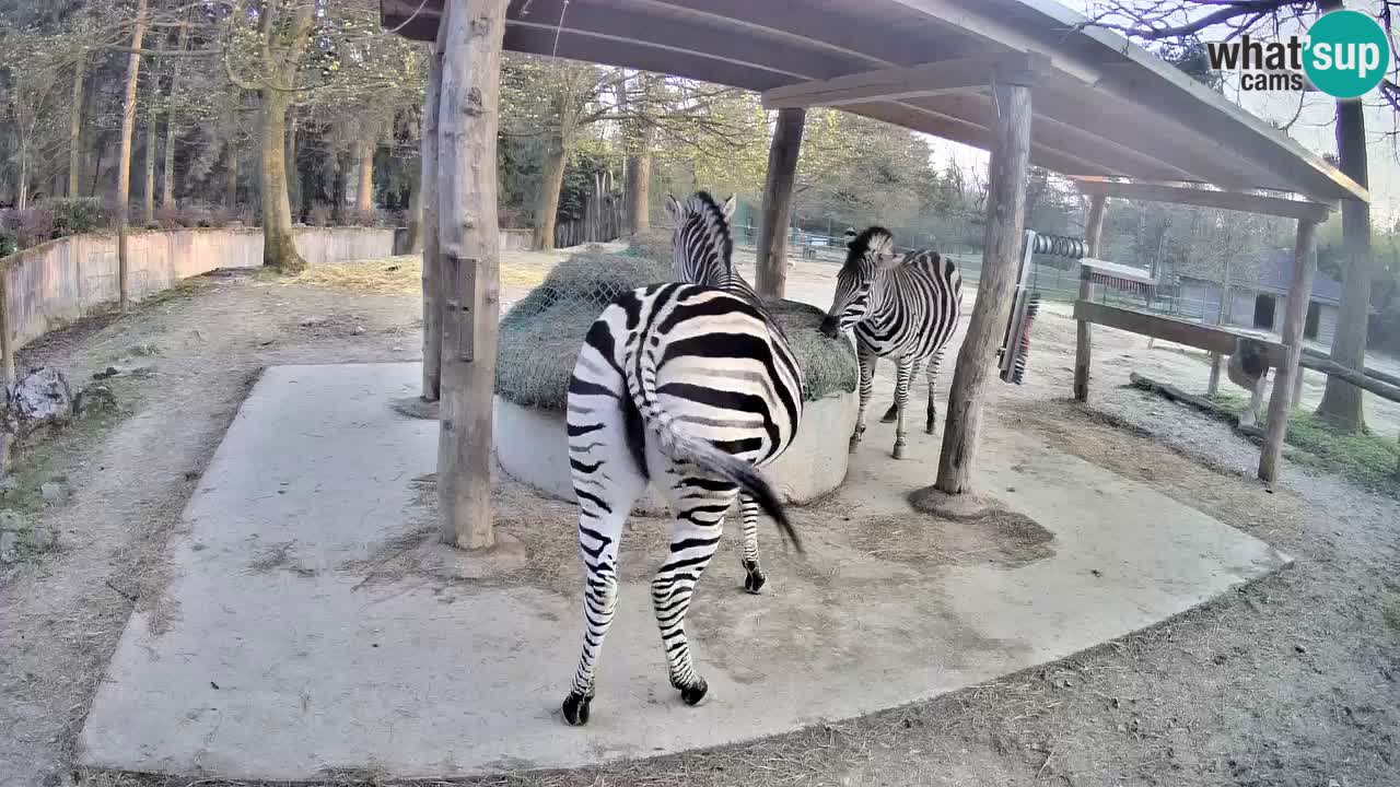 Zebre v živo v živalskem vrtu Ljubljana ZOO spletne kamere