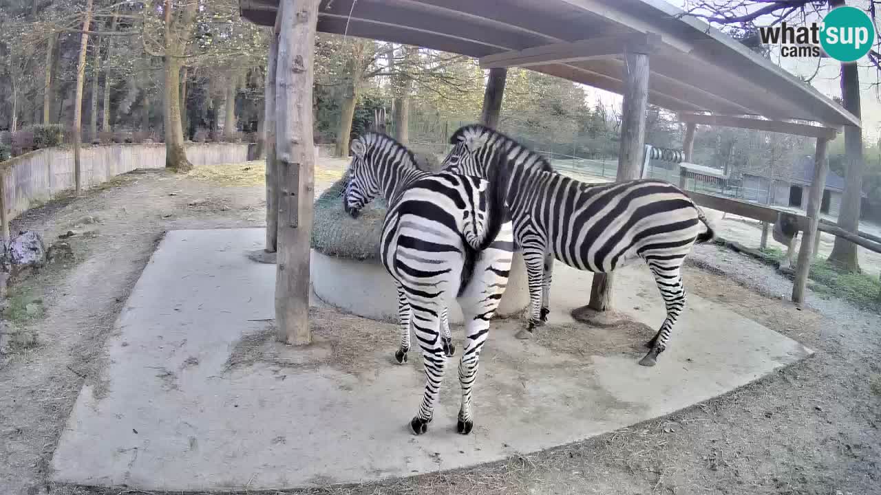 Zebre v živo v živalskem vrtu Ljubljana ZOO spletne kamere