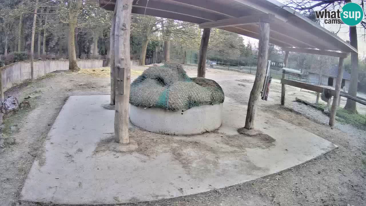 Web kamera uživo Zebras u ZOO Ljubljana – Slovenija