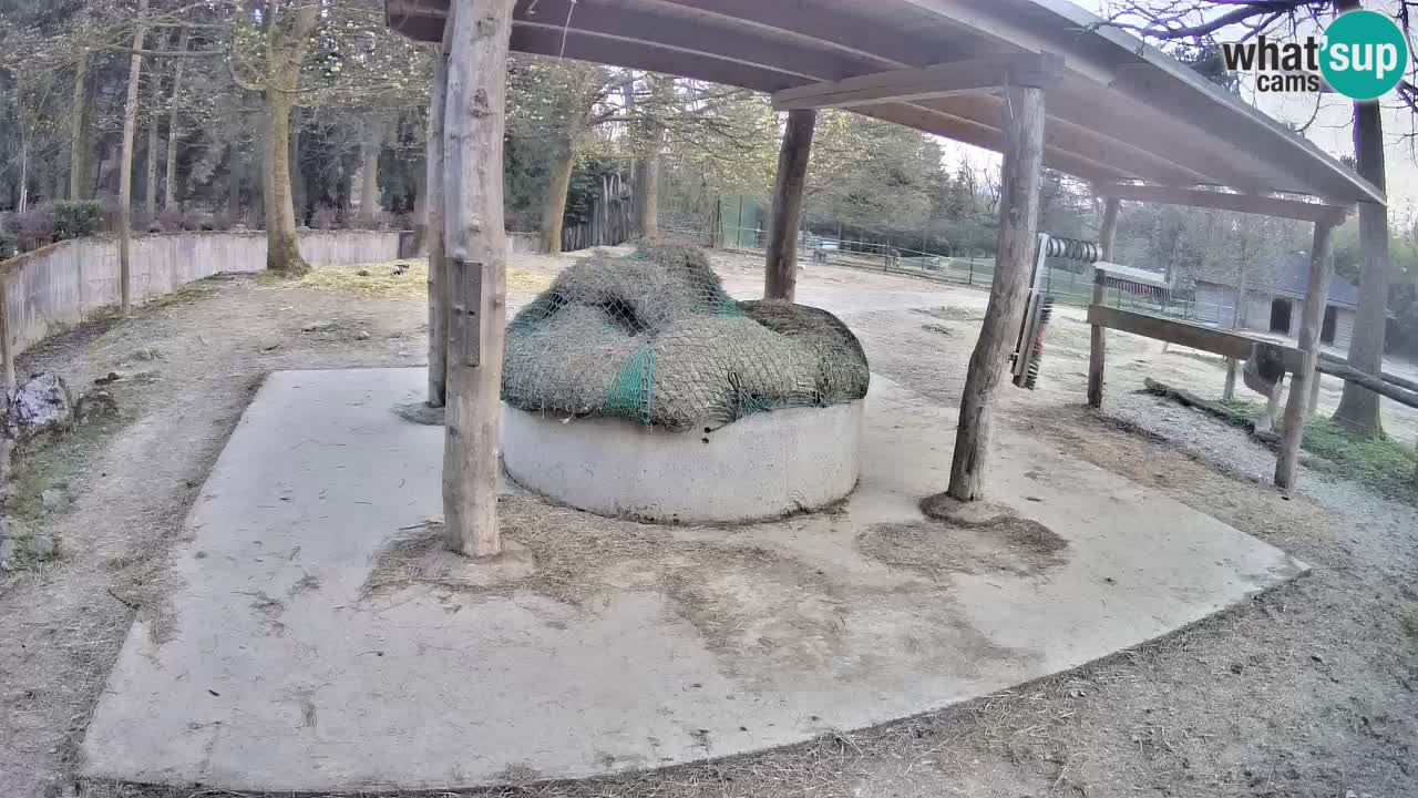 Camera en vivo Cebras in Ljubljana ZOO – Eslovenia