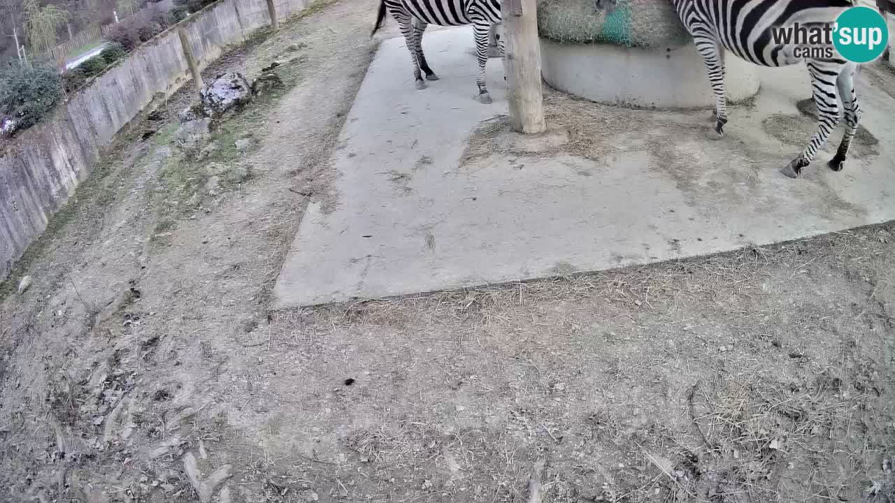 Web kamera uživo Zebras u ZOO Ljubljana – Slovenija