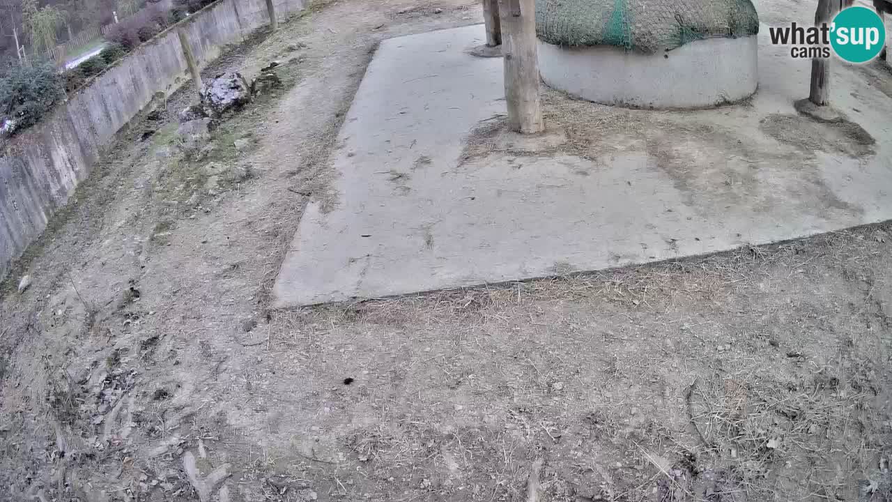 Le Zebre nello ZOO di Ljubljana – Slovenia Live webcam