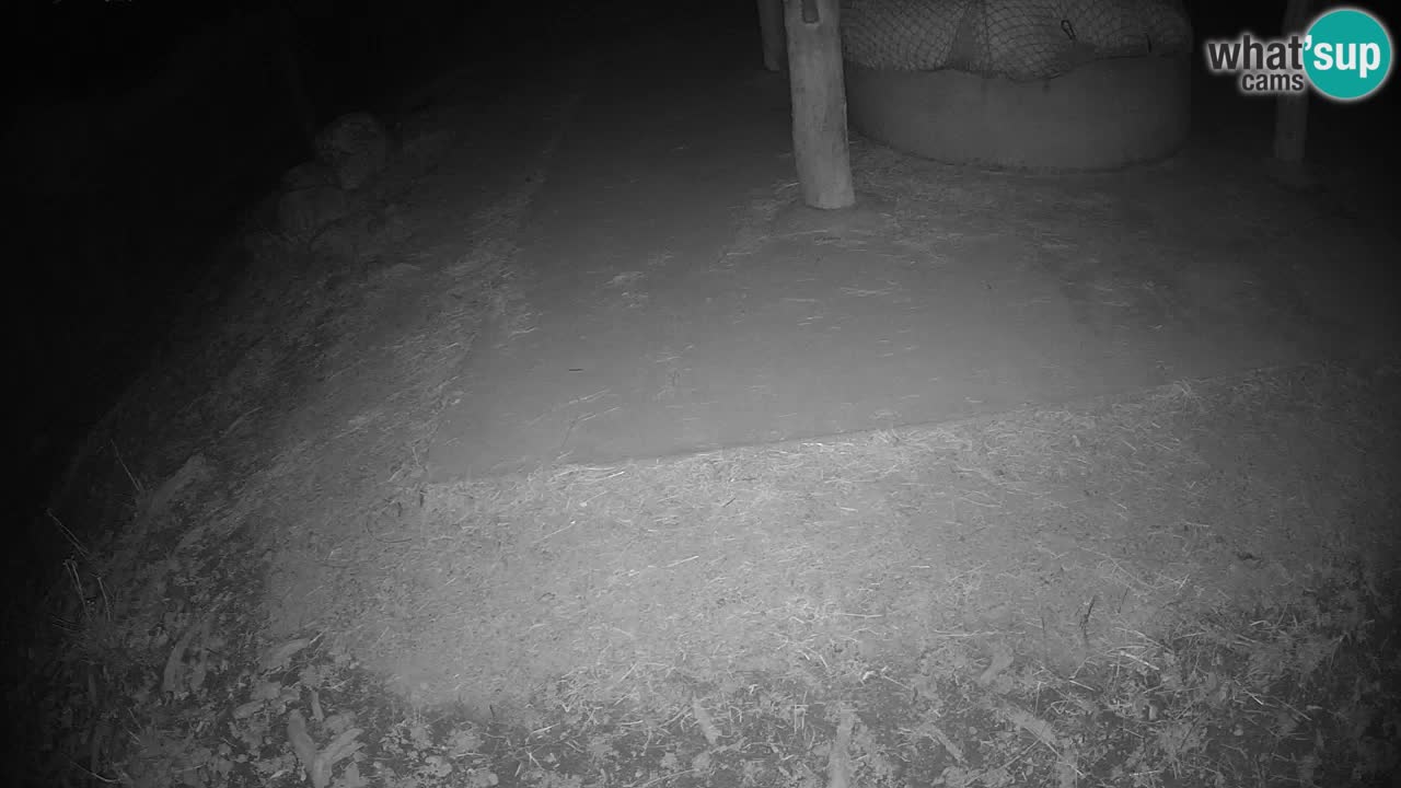 Web kamera uživo Zebras u ZOO Ljubljana – Slovenija