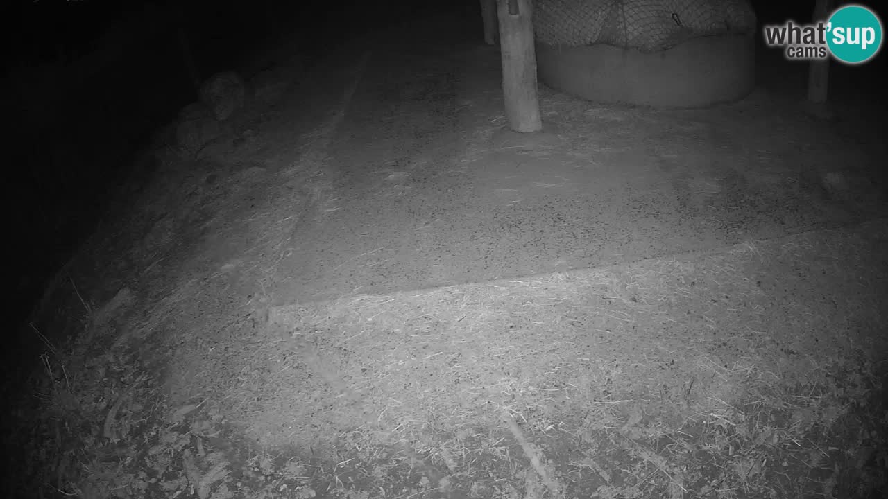 Le Zebre nello ZOO di Ljubljana – Slovenia Live webcam