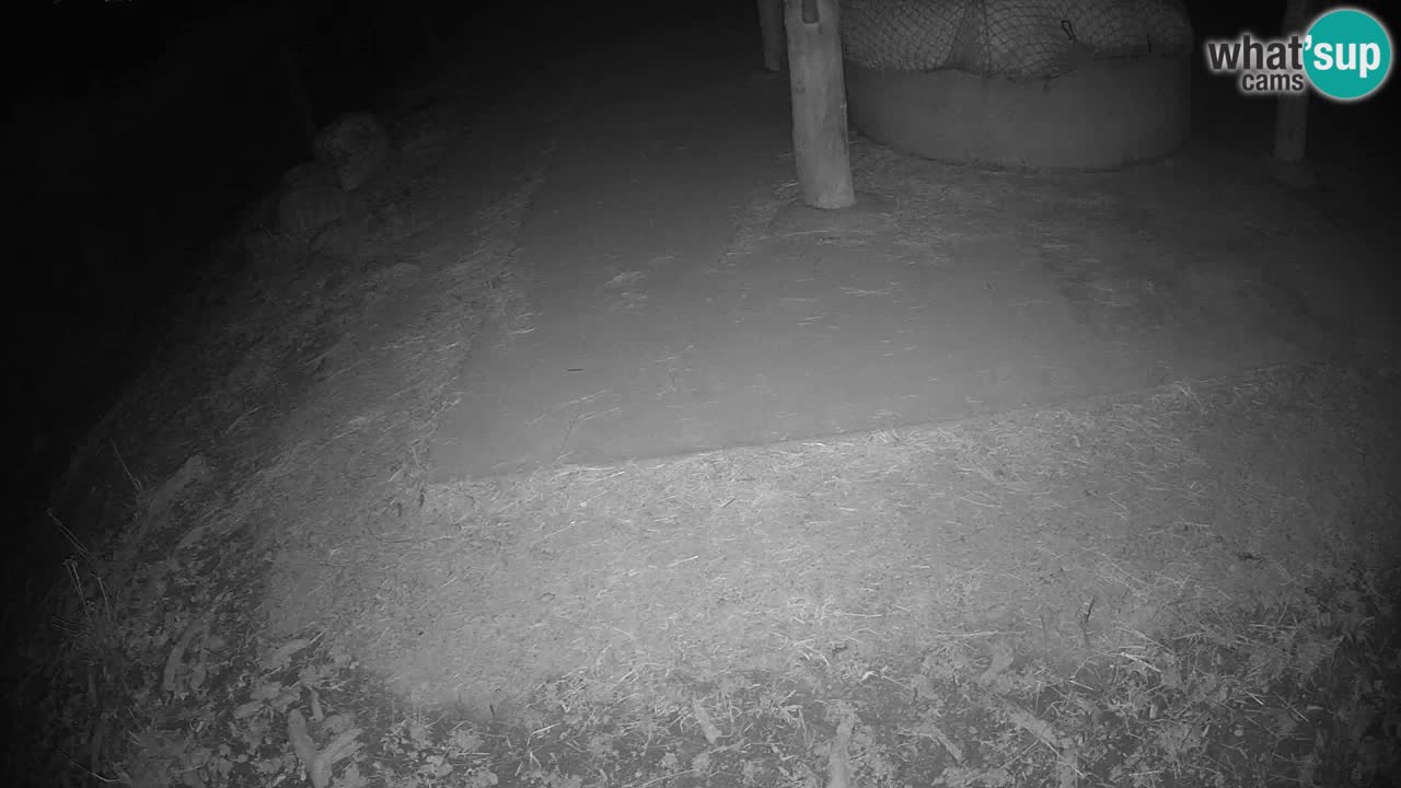 Le Zebre nello ZOO di Ljubljana – Slovenia Live webcam