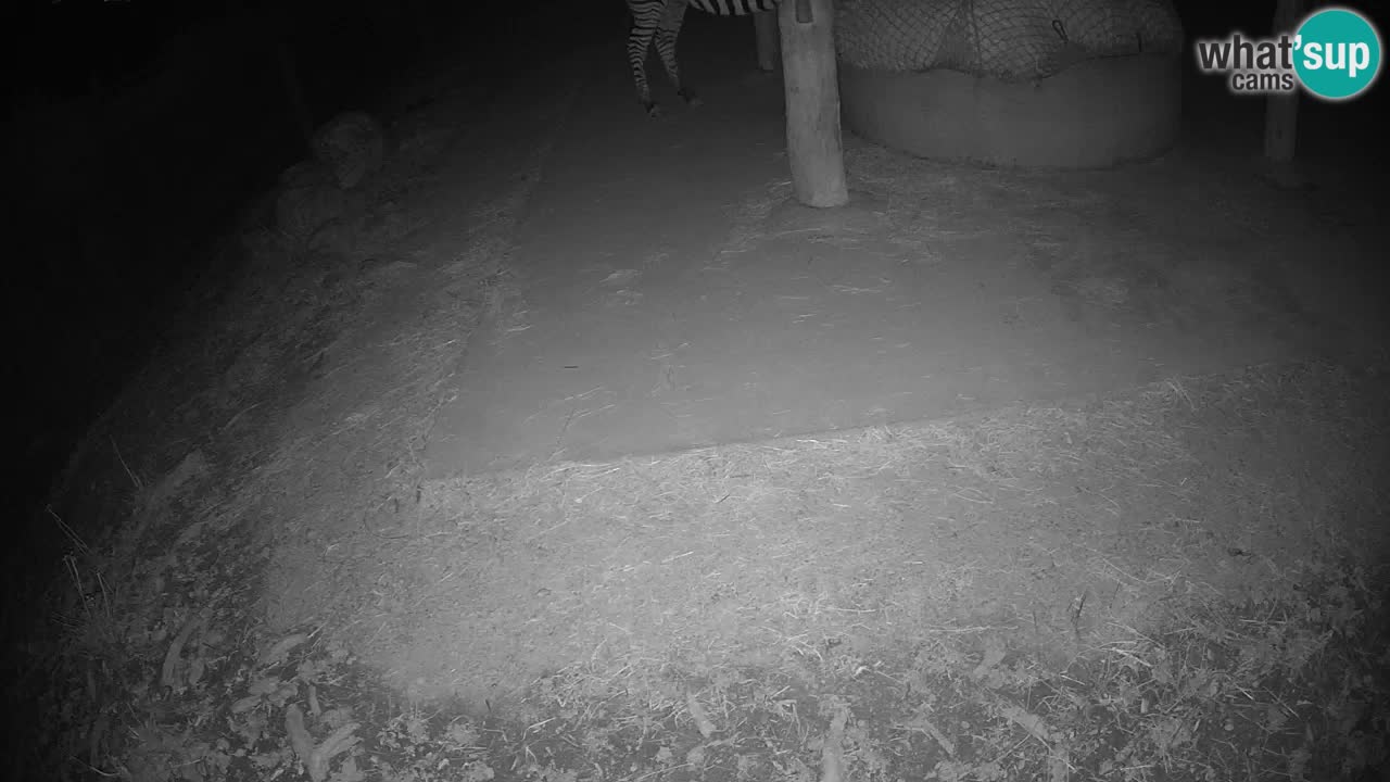 Le Zebre nello ZOO di Ljubljana – Slovenia Live webcam