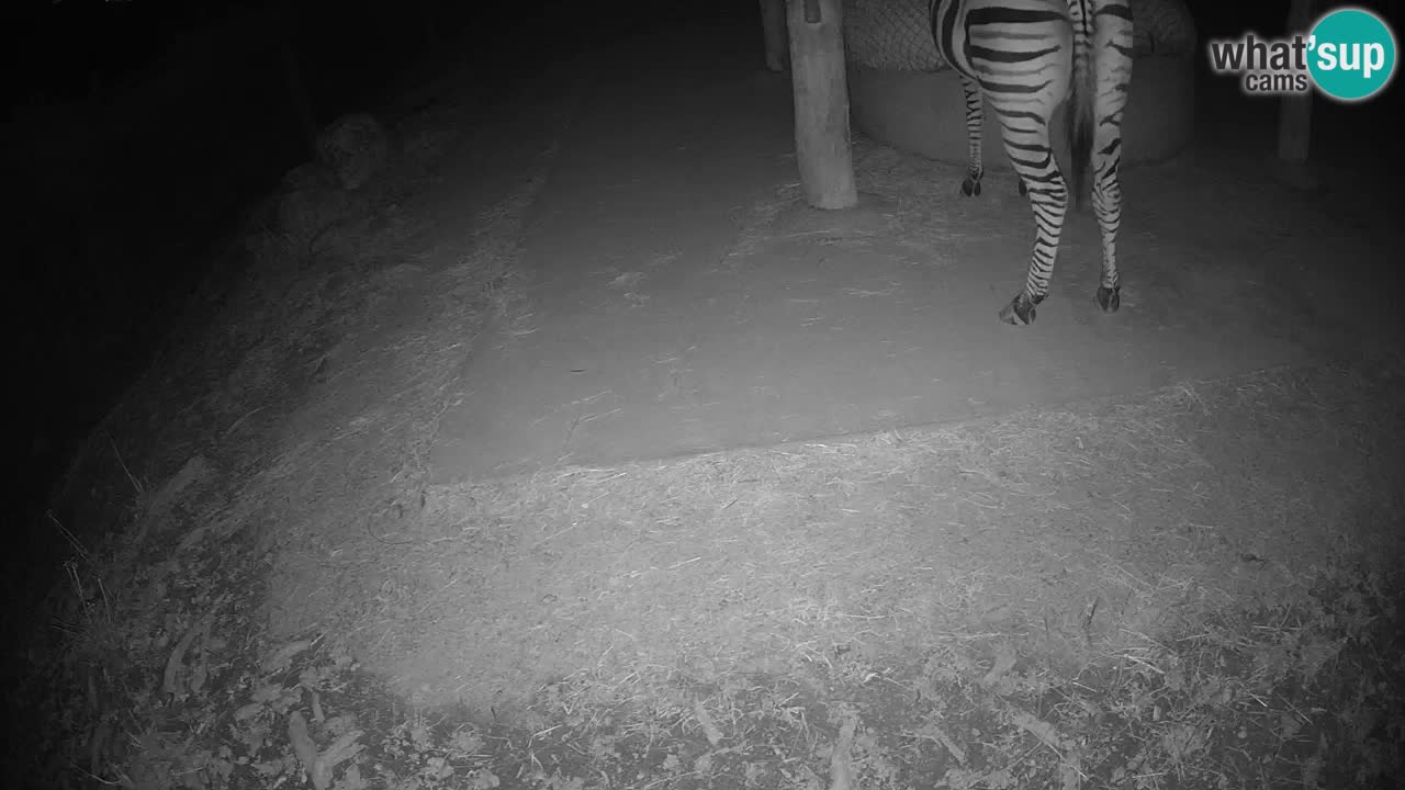 Live webcam Zebras in Ljubljana ZOO – Slovenia
