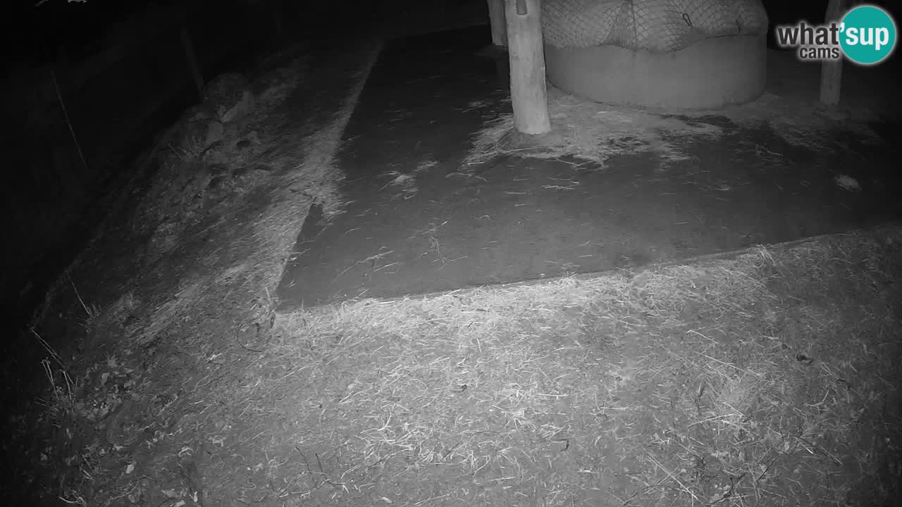 Le Zebre nello ZOO di Ljubljana – Slovenia Live webcam