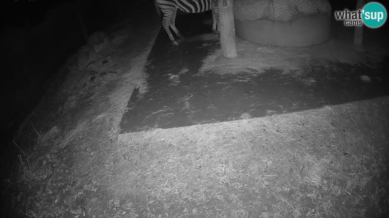 Zebre v živo v živalskem vrtu Ljubljana ZOO spletne kamere