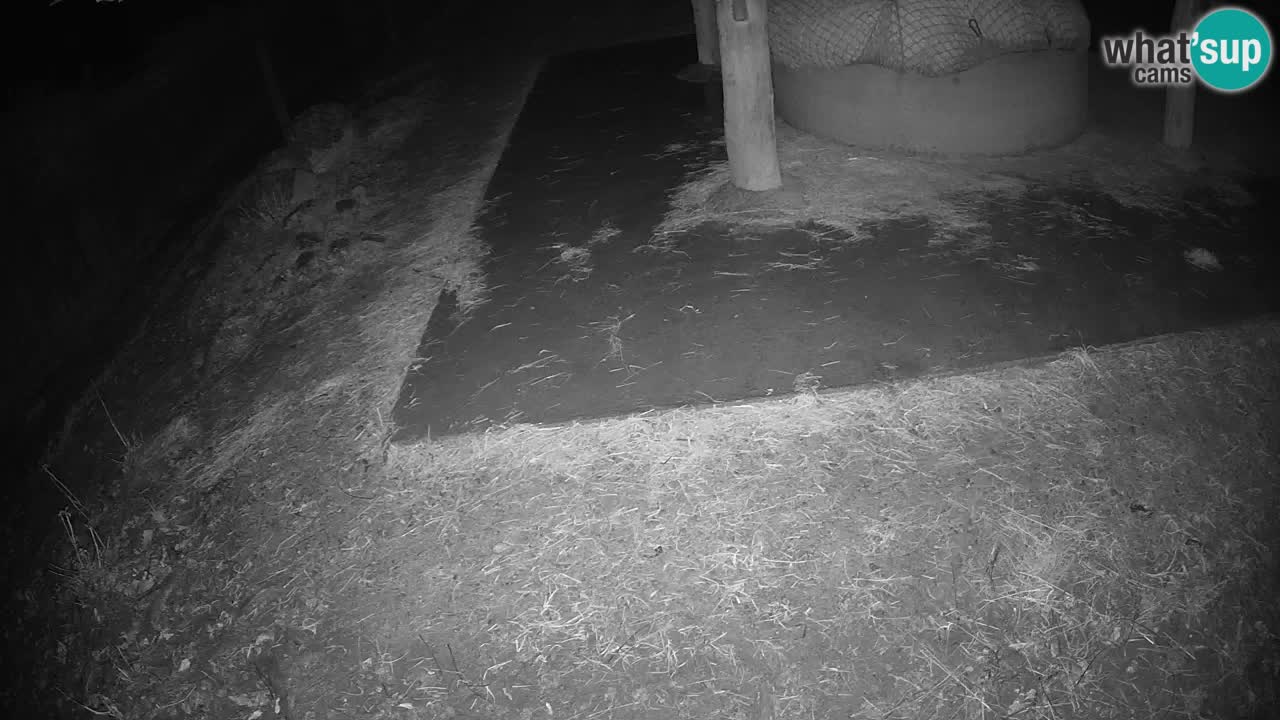 Live webcam Zebras in Ljubljana ZOO – Slovenia