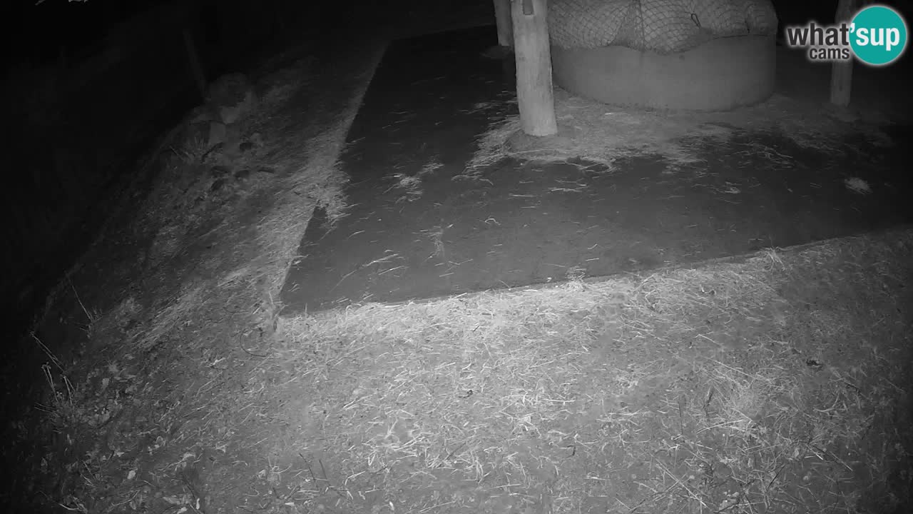 Live Webcam Zebras in Ljubljana ZOO – Slowenien