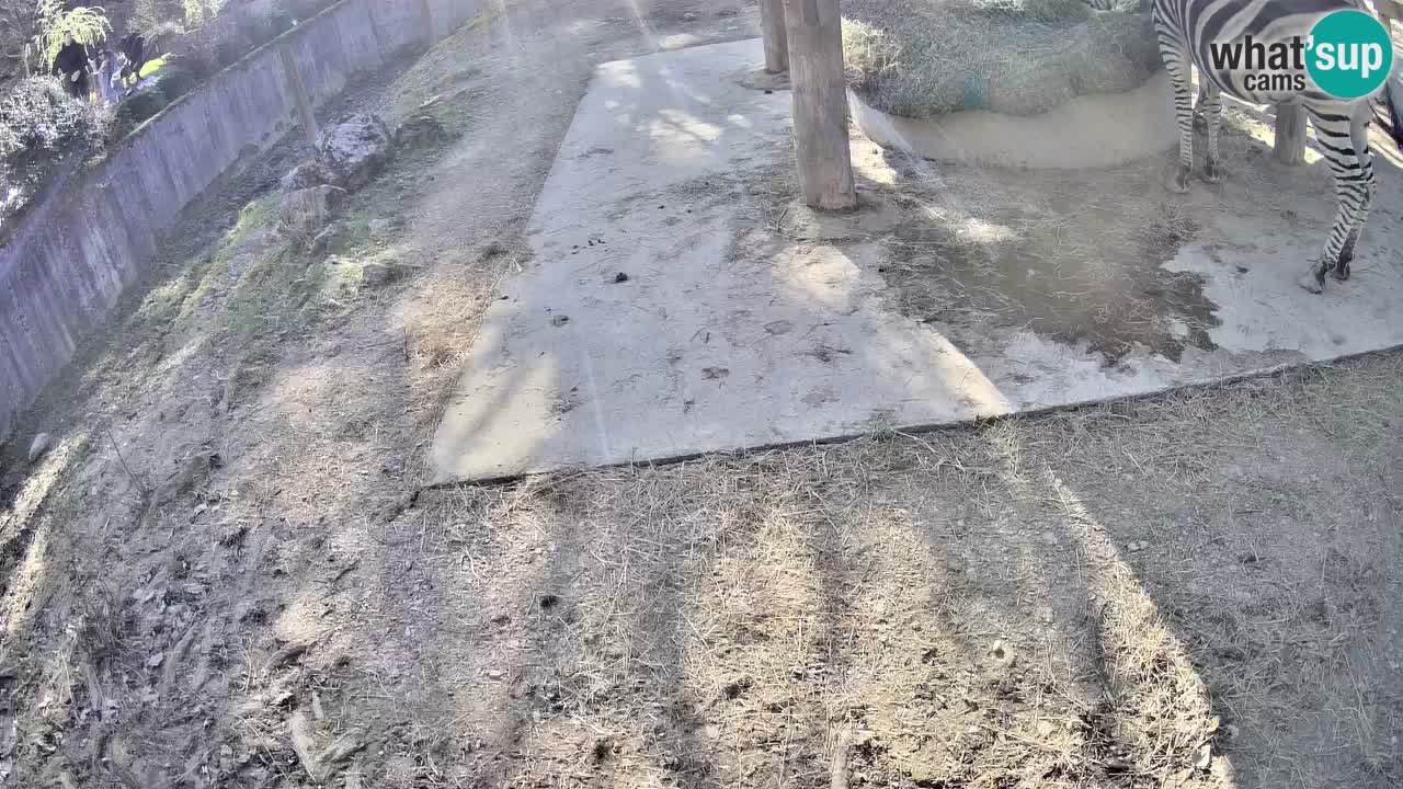 Le Zebre nello ZOO di Ljubljana – Slovenia Live webcam
