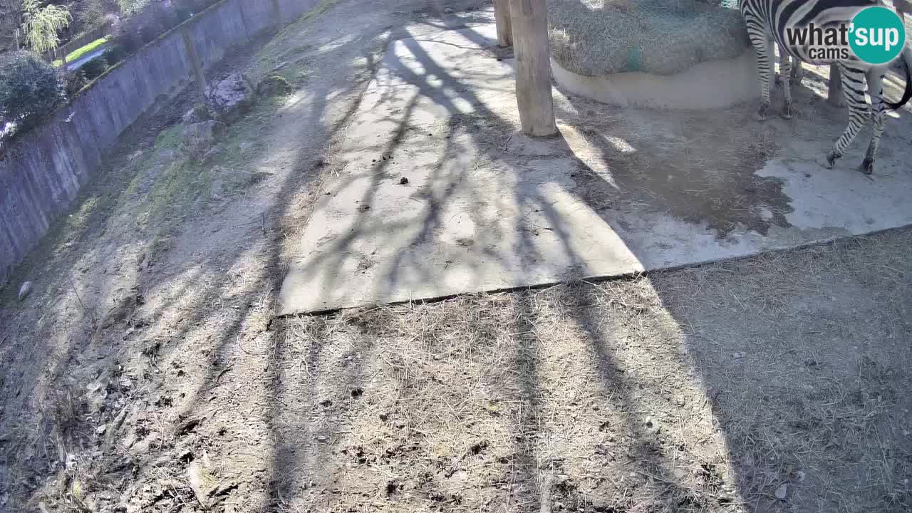 Zebre v živo v živalskem vrtu Ljubljana ZOO spletne kamere