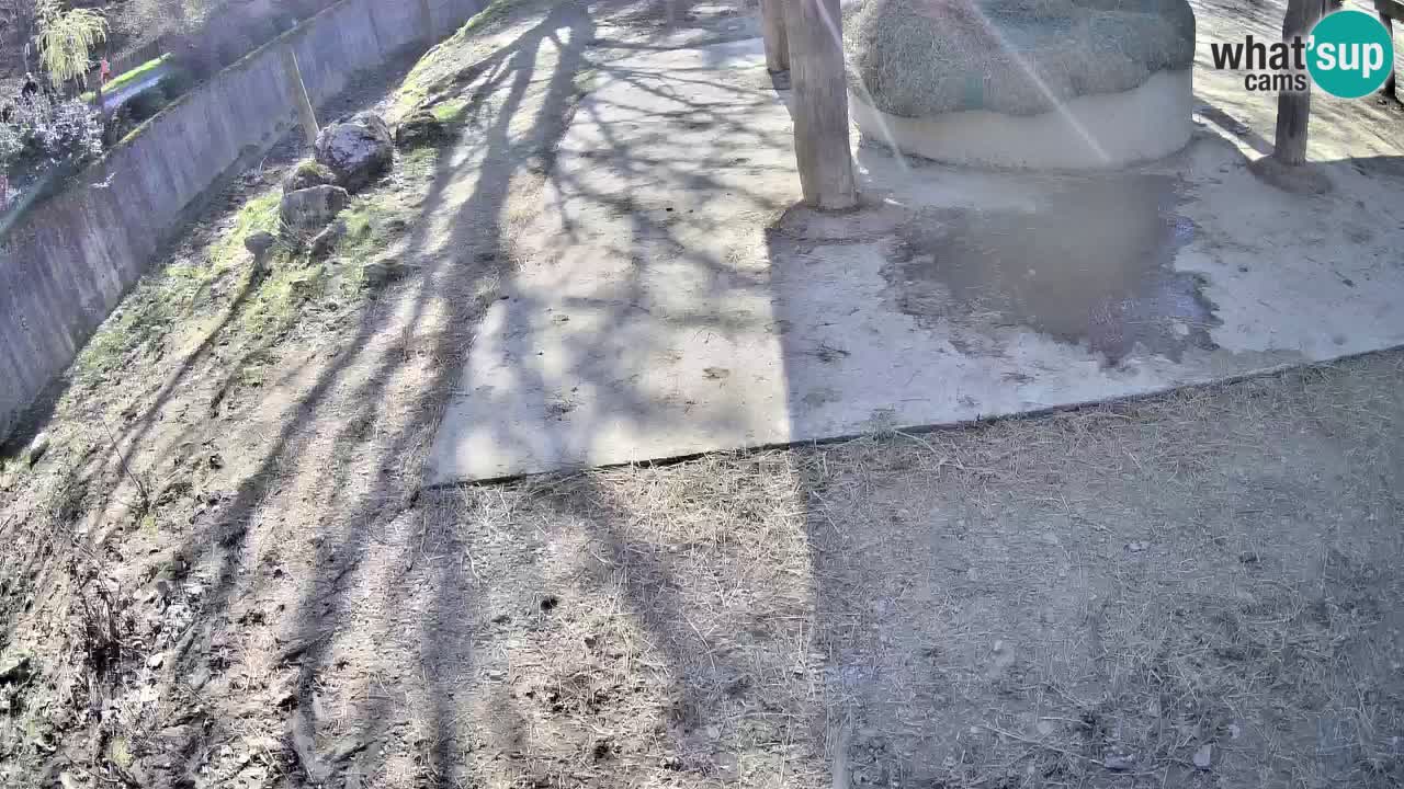 Web kamera uživo Zebras u ZOO Ljubljana – Slovenija