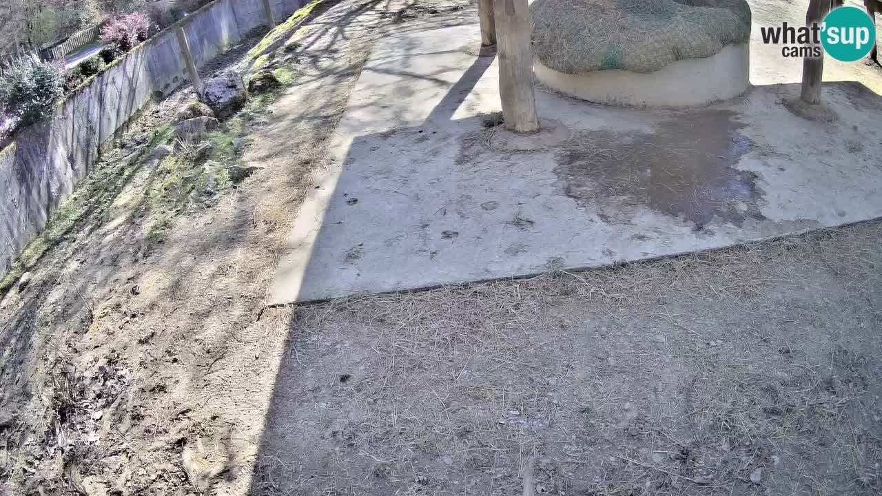 Web kamera uživo Zebras u ZOO Ljubljana – Slovenija