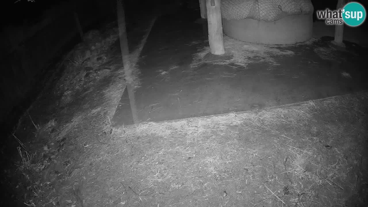 Live webcam Zebras in Ljubljana ZOO – Slovenia