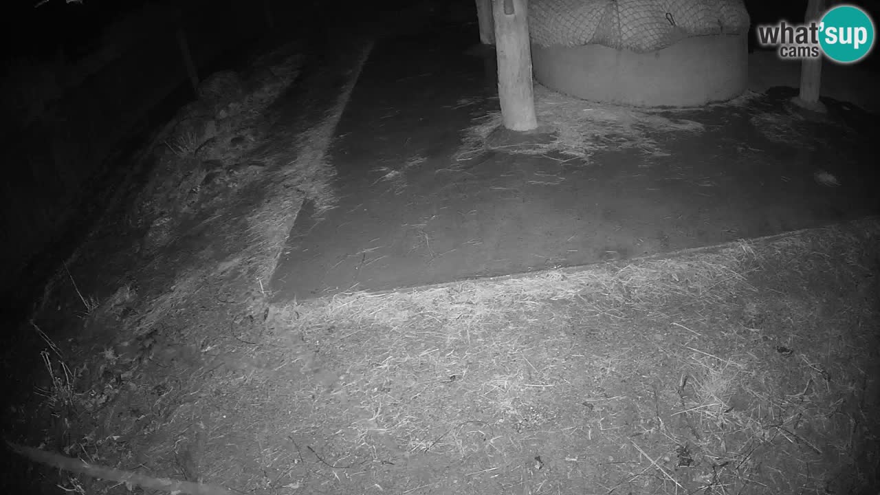 Web kamera uživo Zebras u ZOO Ljubljana – Slovenija