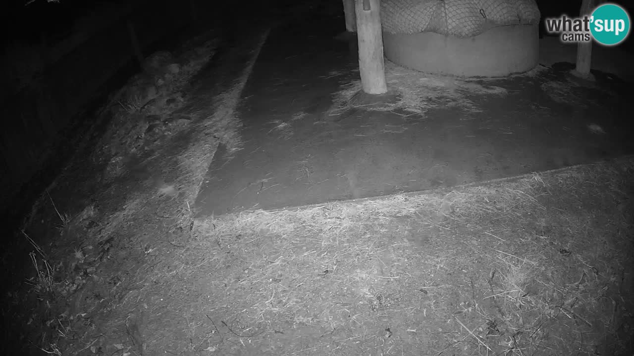 Live webcam Zebras in Ljubljana ZOO – Slovenia