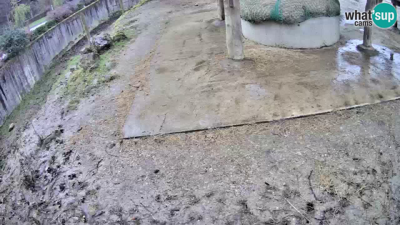 Live webcam Zebras in Ljubljana ZOO – Slovenia