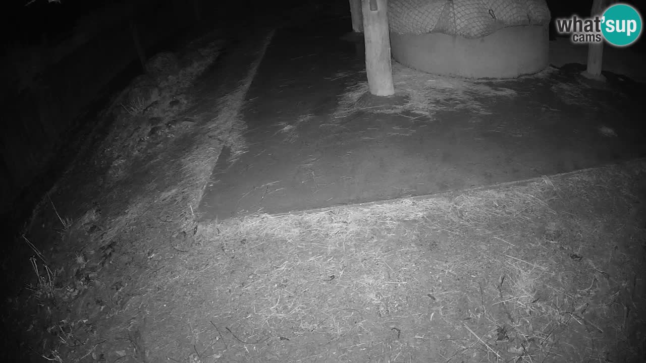 Live Webcam Zebras in Ljubljana ZOO – Slowenien