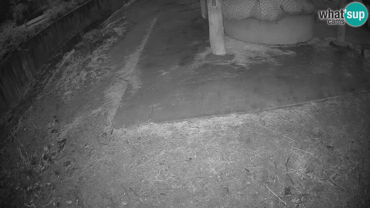 Camera en vivo Cebras in Ljubljana ZOO – Eslovenia