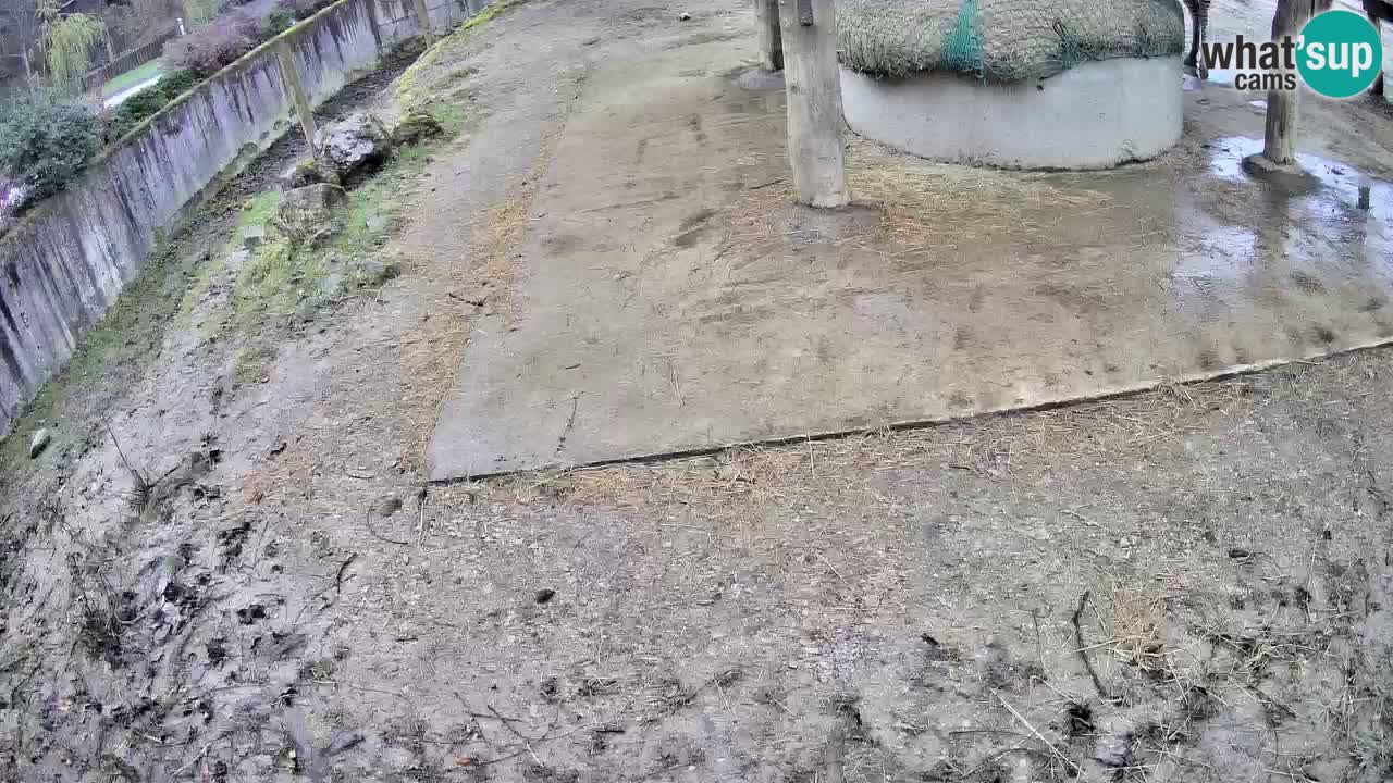 Live Webcam Zebras in Ljubljana ZOO – Slowenien