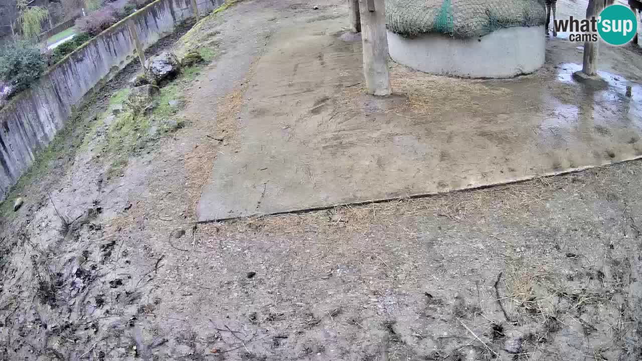 Live webcam Zebras in Ljubljana ZOO – Slovenia